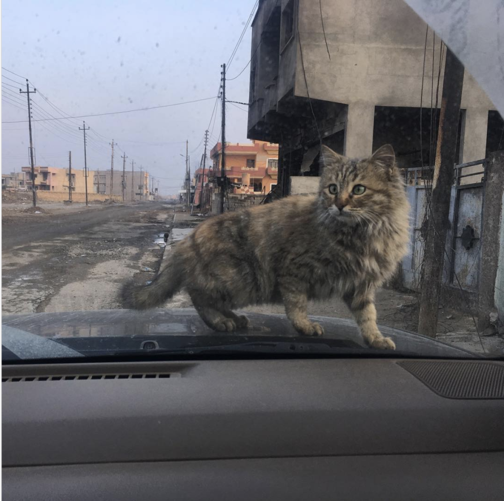 Photo of a cat on a warm car hood in Bartella, Iraq, Dec. 23, 2016.